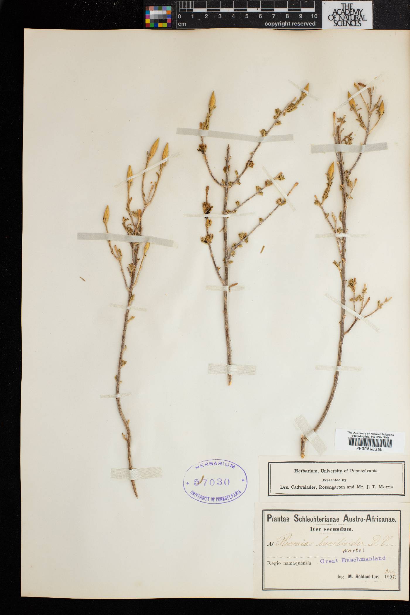 Pteronia lucilioides image