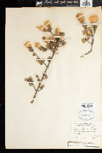 Image of Pteronia ovalifolia