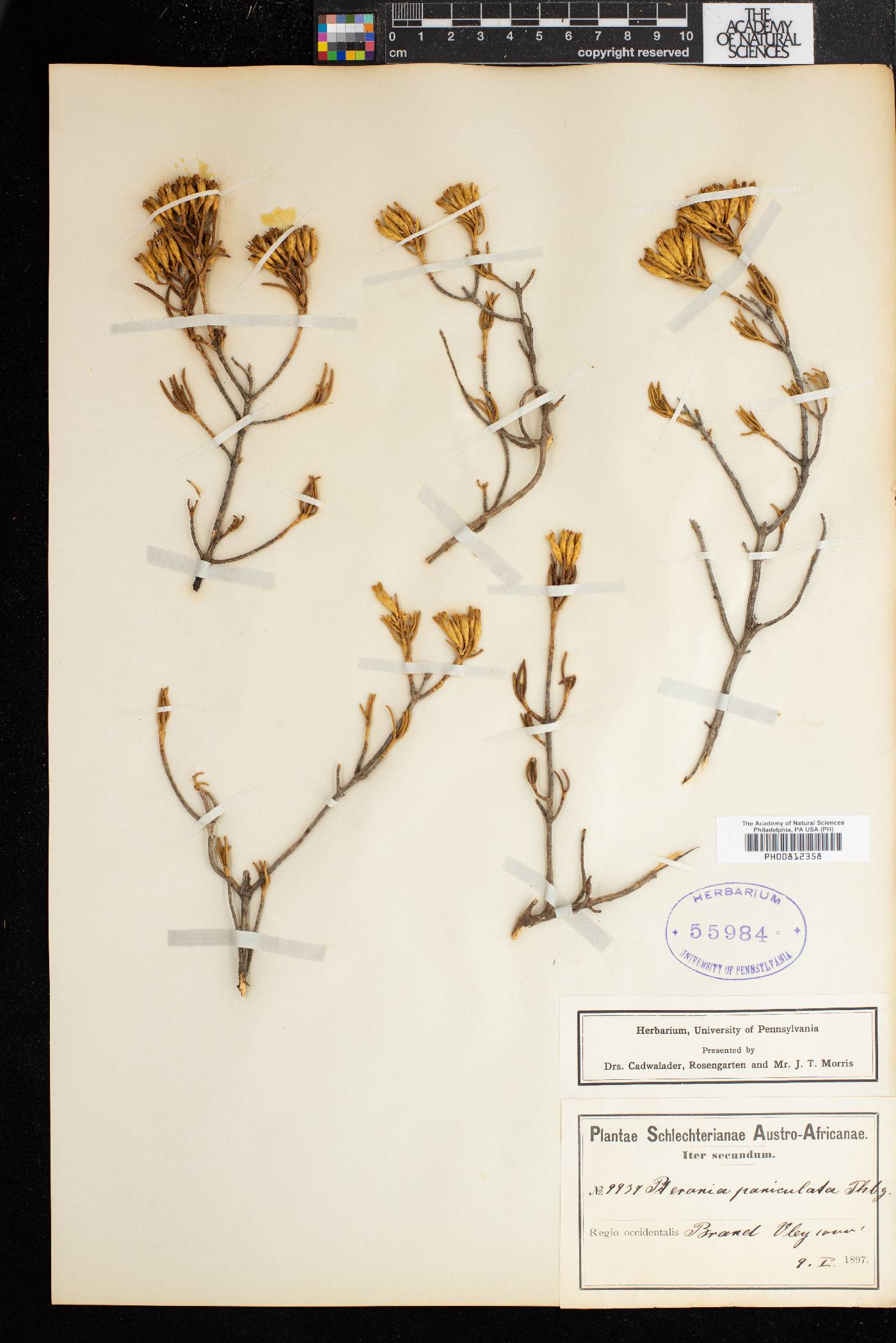 Pteronia paniculata image