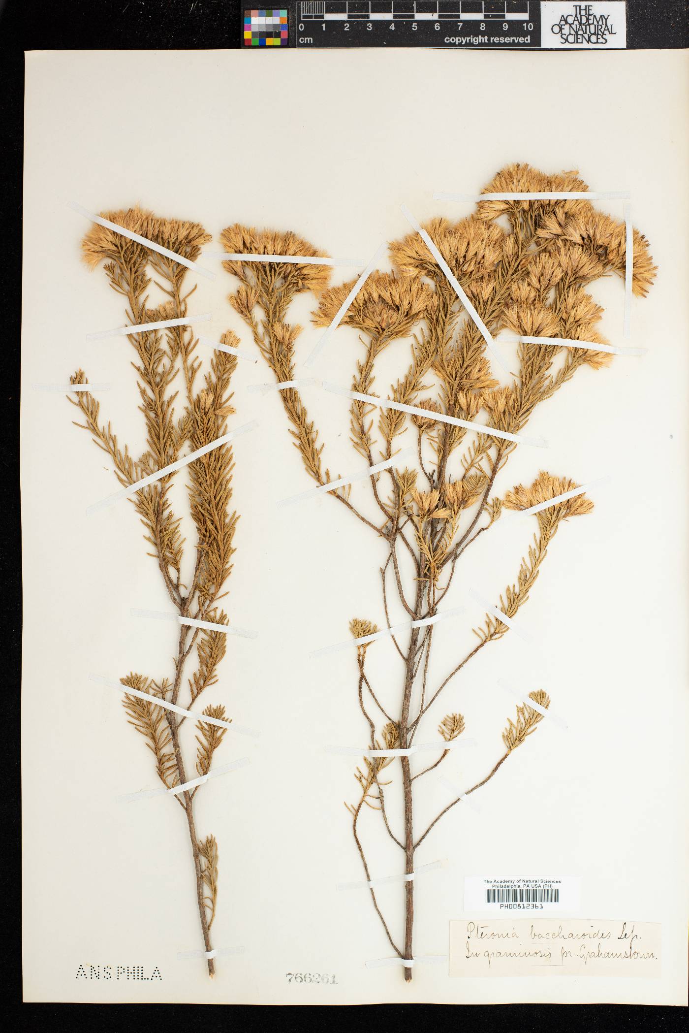 Pteronia teretifolia image