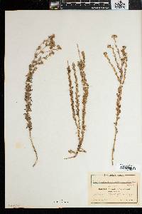 Schistostephium crataegifolium image