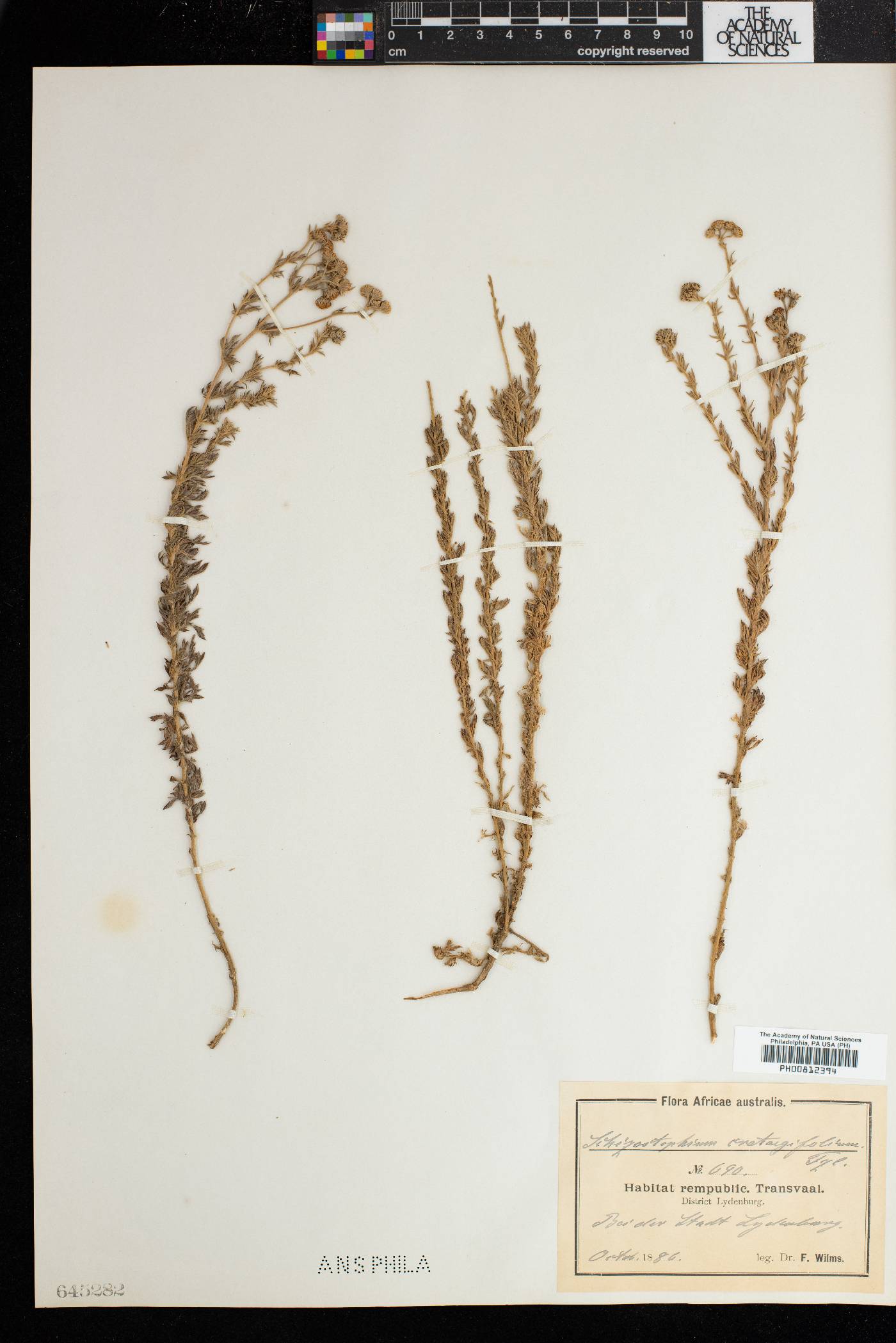 Schistostephium crataegifolium image