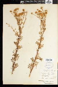 Image of Matricaria grandiflora
