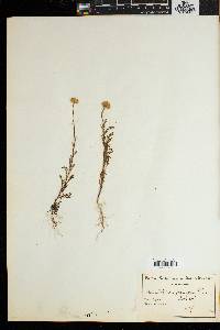 Matricaria grandiflora image