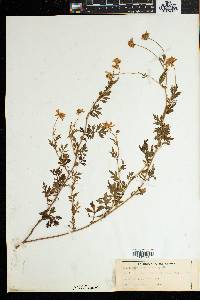 Media resource of Hilliardia zuurbergensis