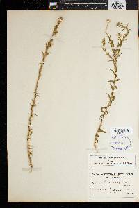 Media resource of Zyrphelis corymbosa
