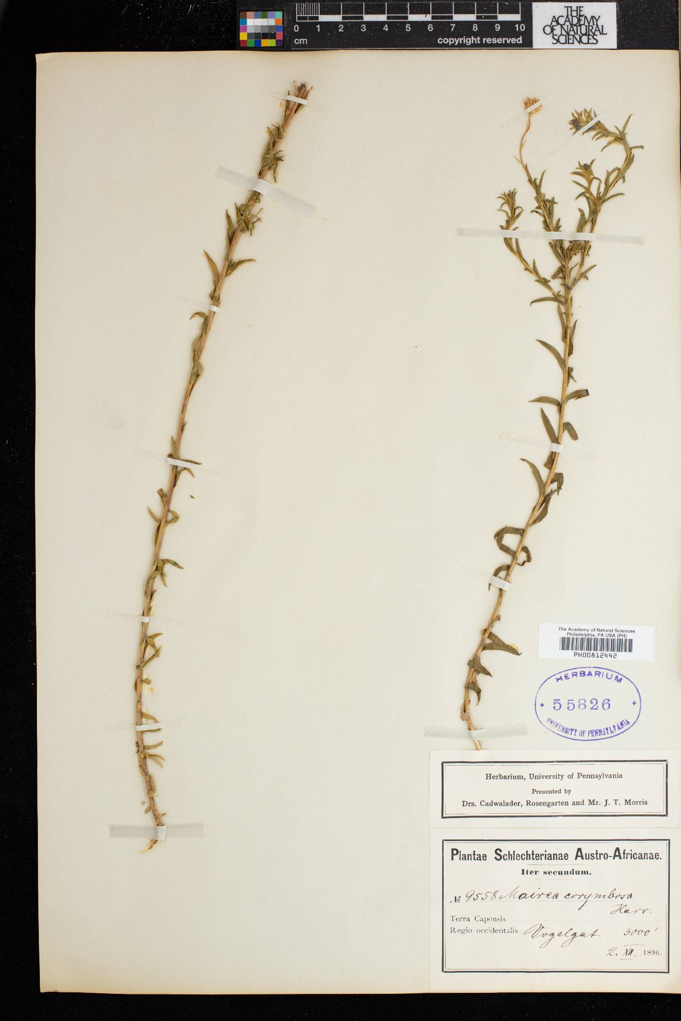 Zyrphelis corymbosa image