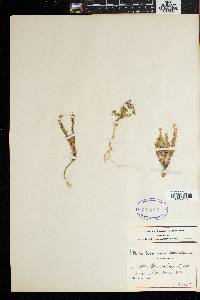 Media resource of Zyrphelis foliosa