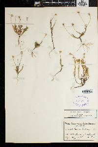 Media resource of Zyrphelis lasiocarpa