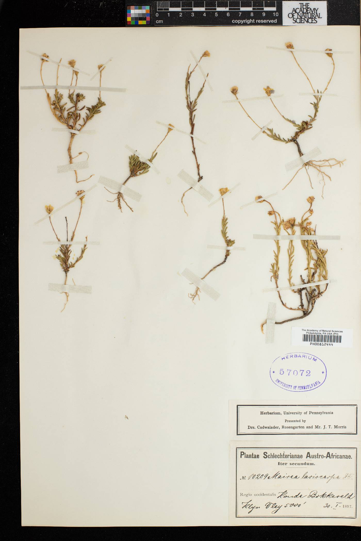 Zyrphelis lasiocarpa image