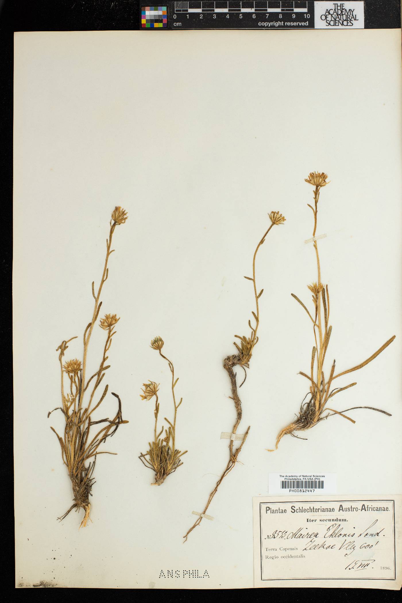 Zyrphelis ecklonis image