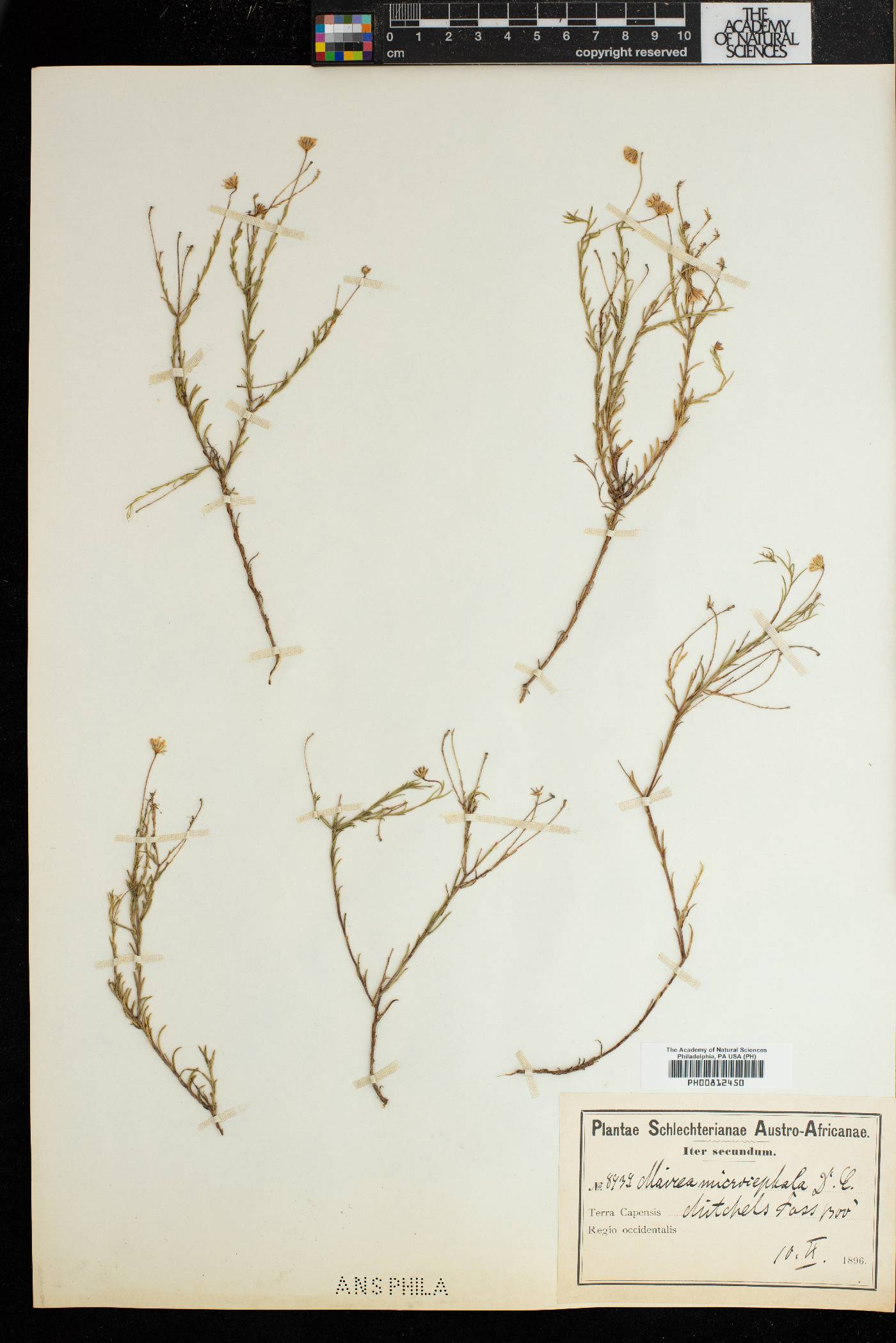 Zyrphelis image