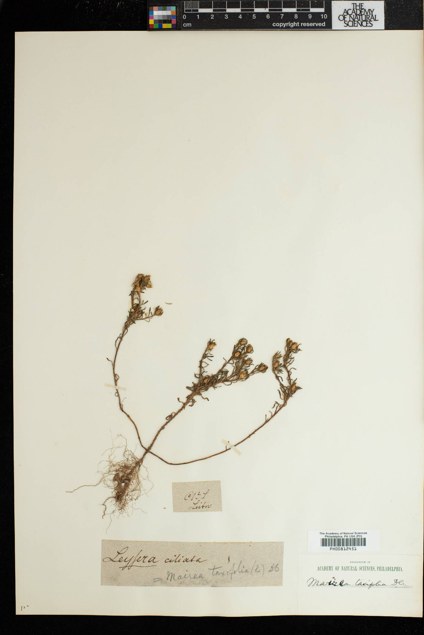 Zyrphelis taxifolia image
