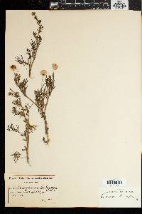 Lasiospermum brachyglossum image