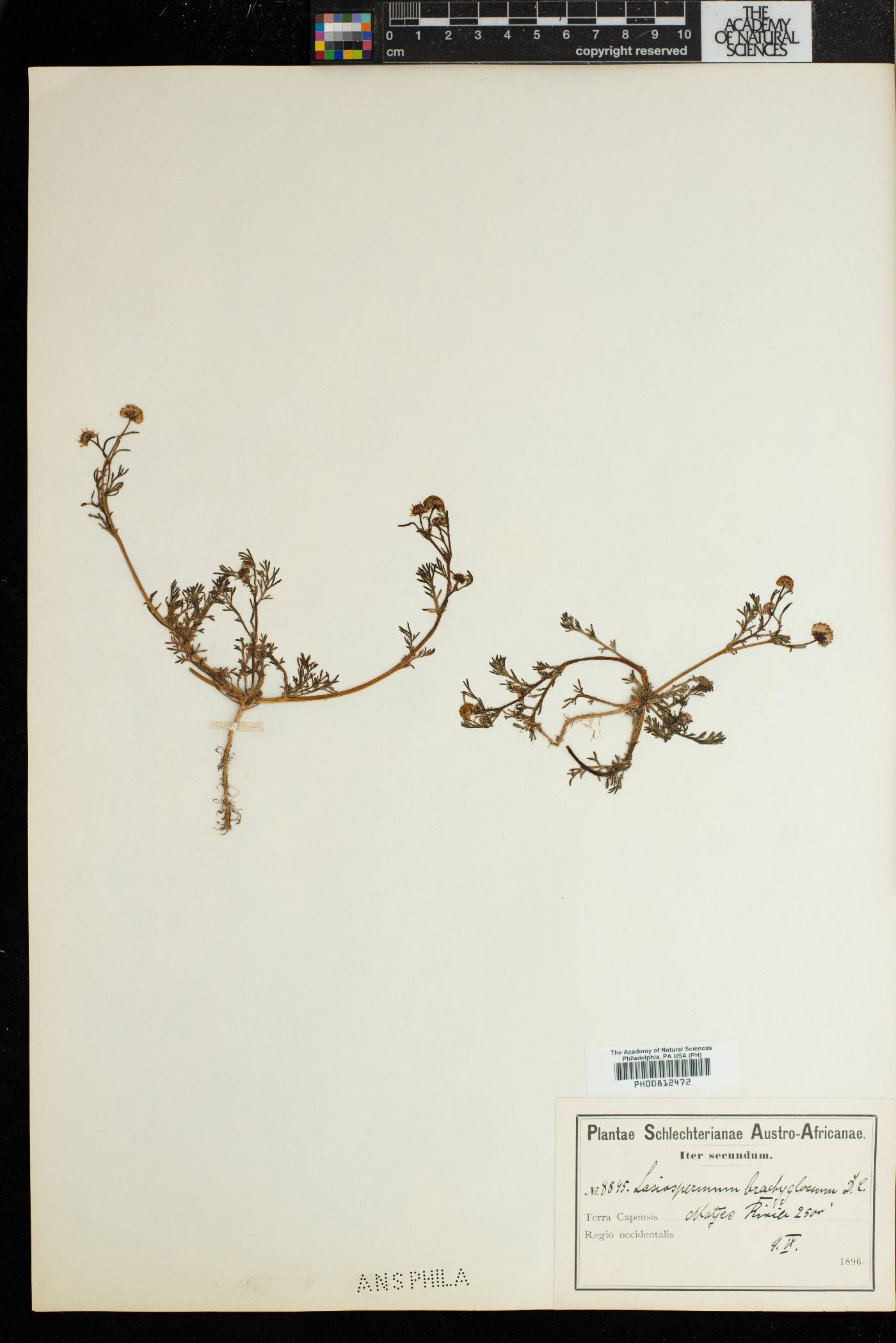 Lasiospermum brachyglossum image