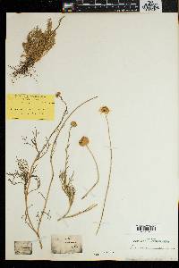 Image of Lasiospermum radiatum