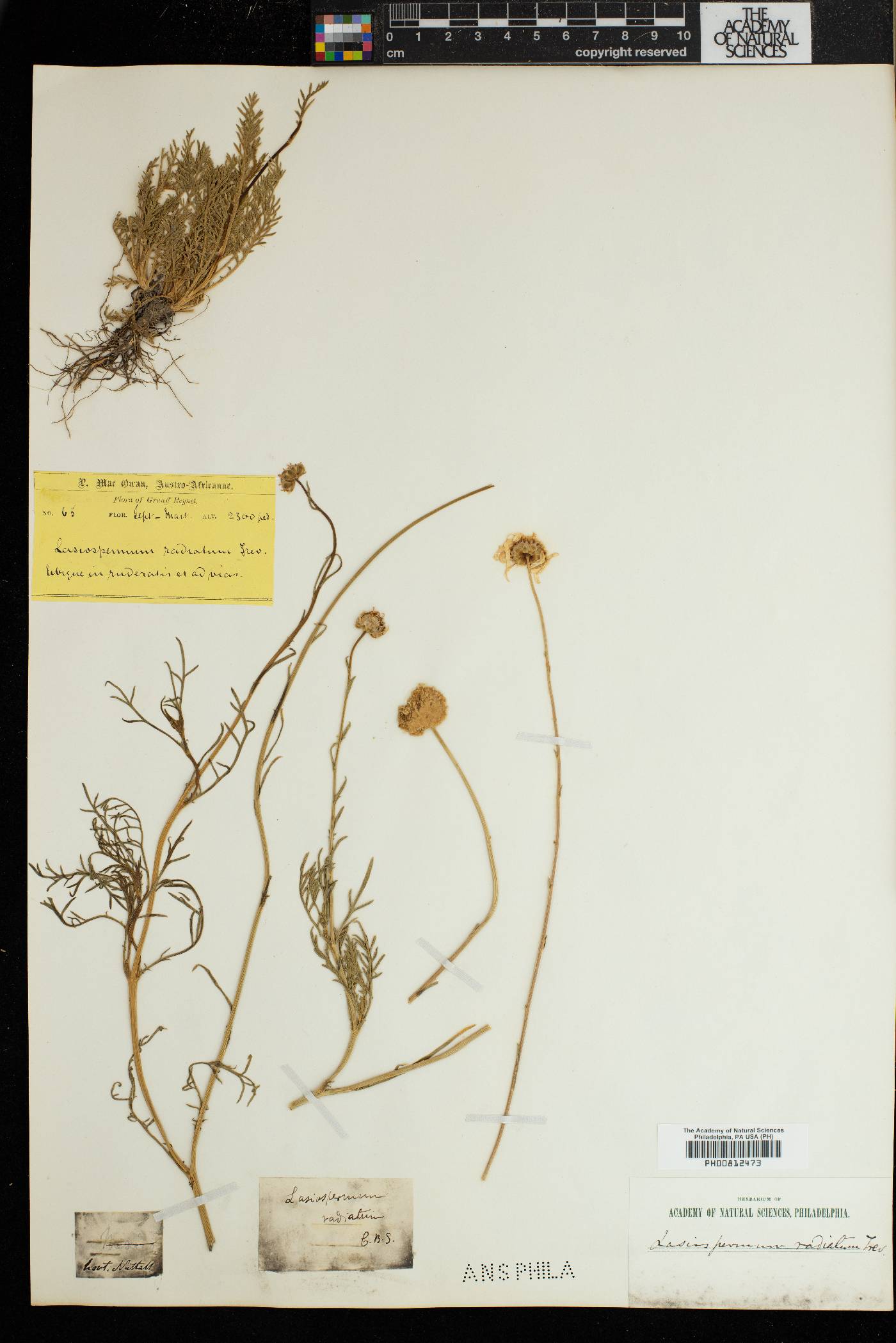 Lasiospermum radiatum image