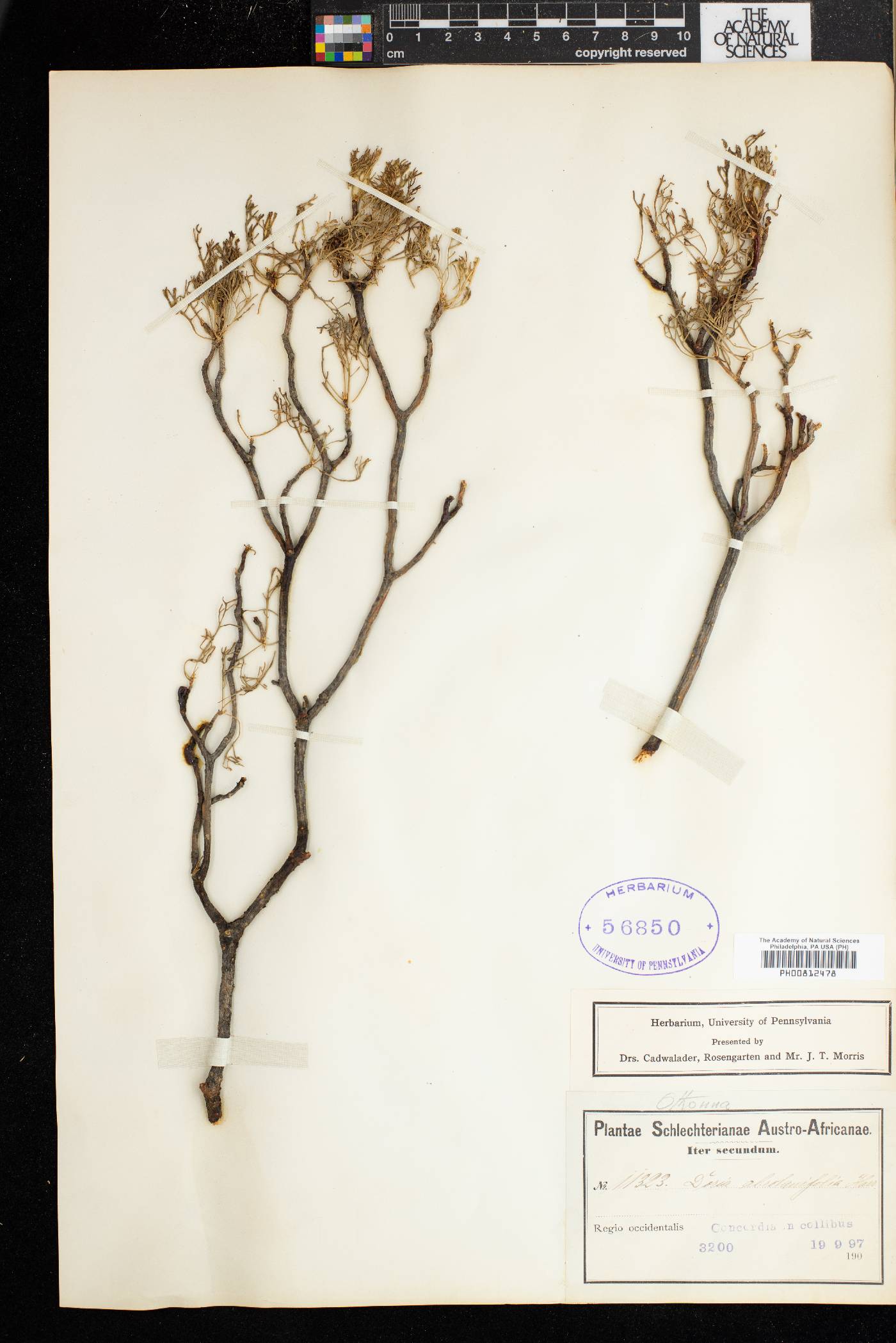 Othonna daucifolia image