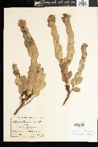 Lopholaena coriifolia image