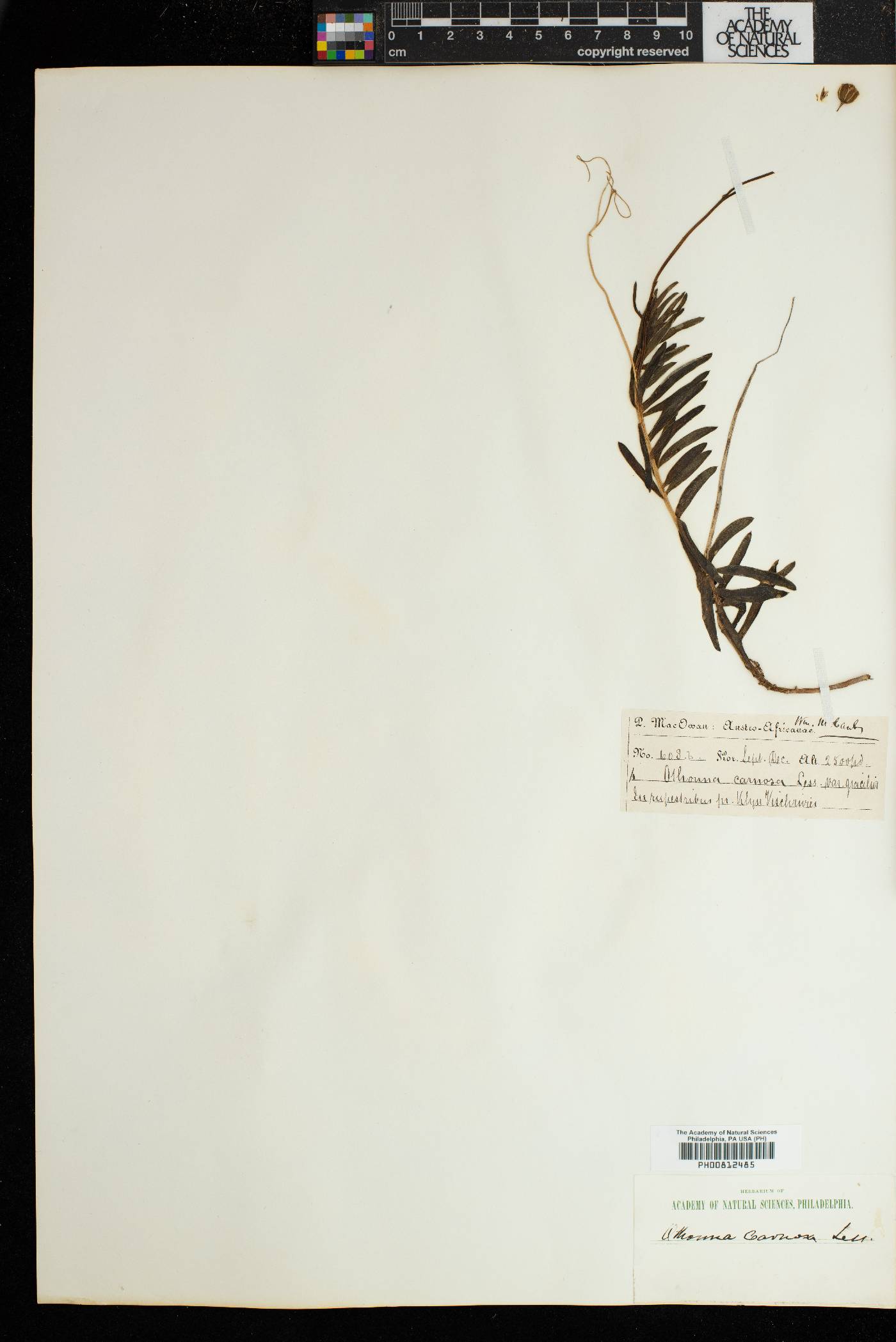 Crassothonna cacalioides image