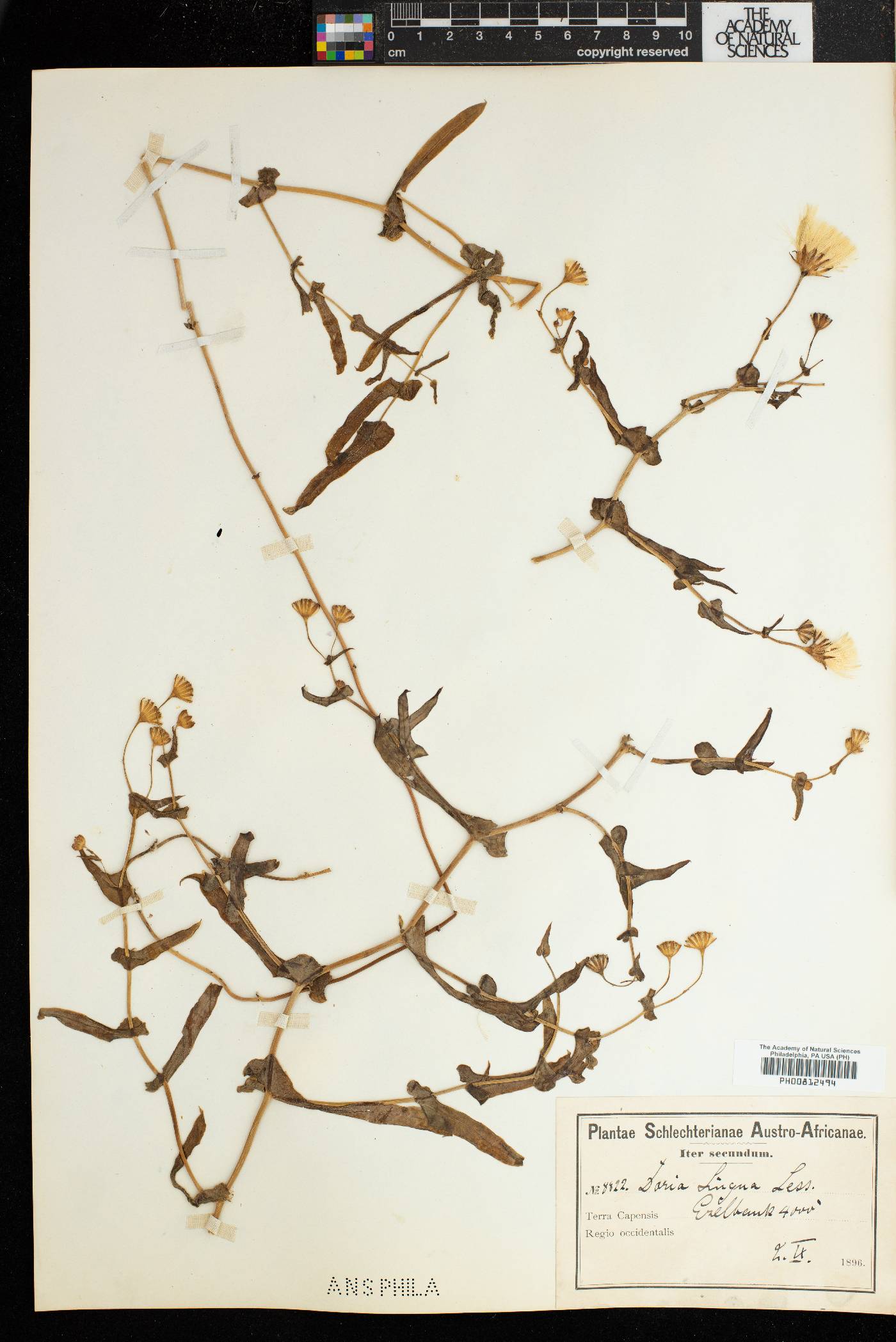 Othonna bulbosa image