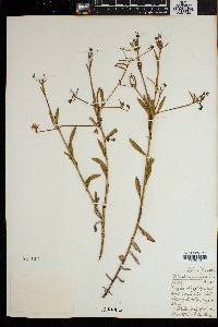 Image of Osteospermum ciliatum