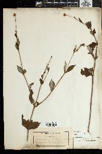 Image of Osteospermum herbaceum