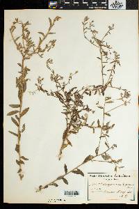 Image of Osteospermum hispidum
