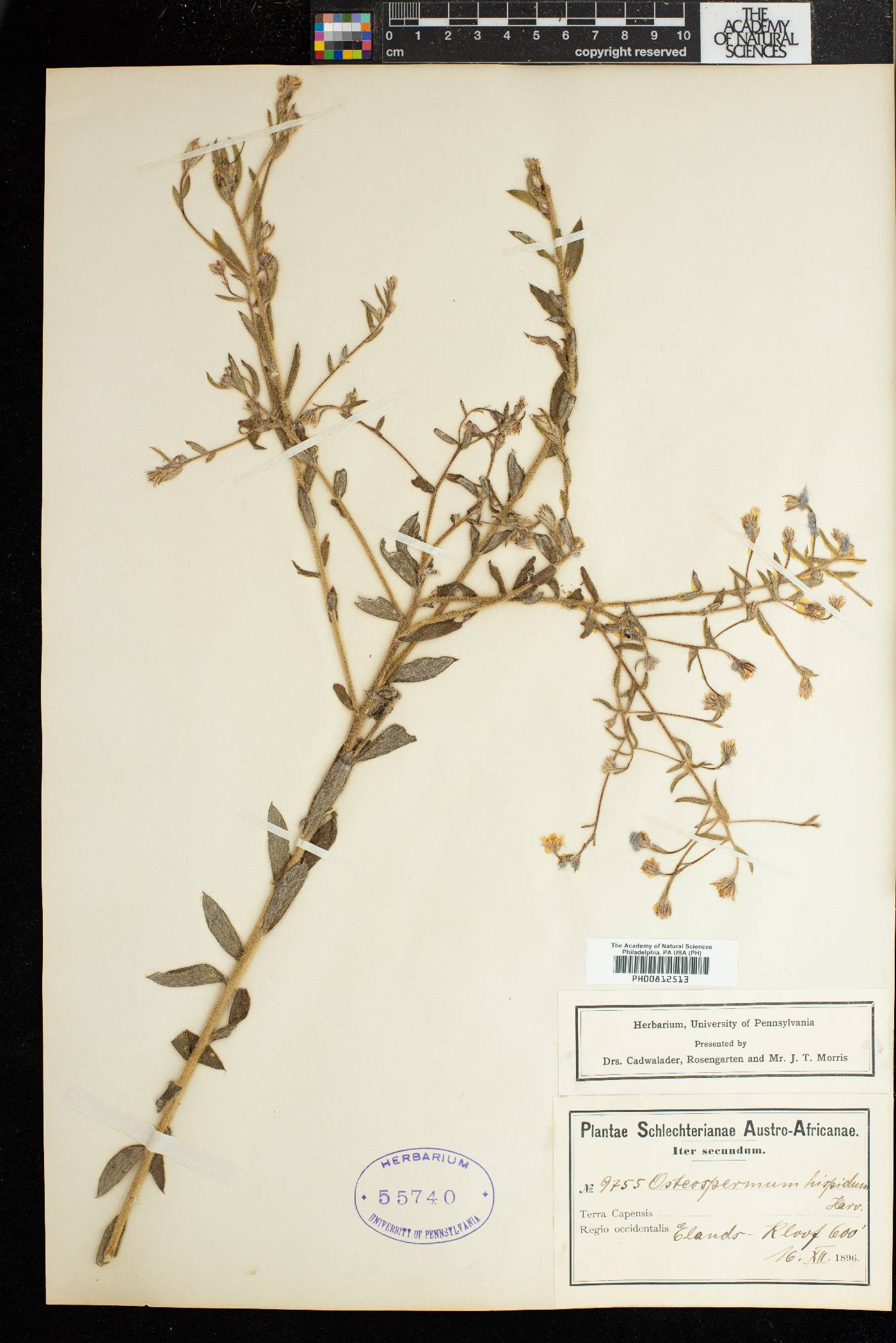 Osteospermum hispidum image