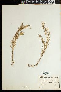 Image of Osteospermum ilicifolium