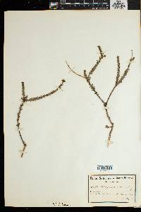 Image of Osteospermum imbricatum