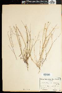 Image of Osteospermum bidens