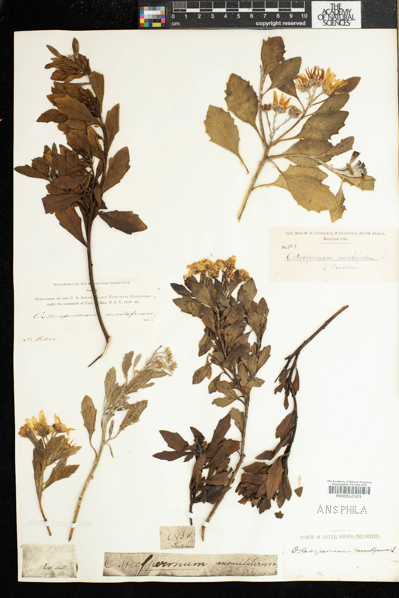 Osteospermum moniliferum image