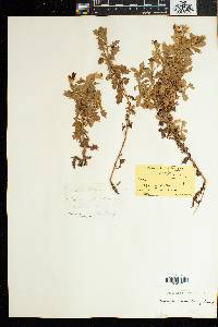 Image of Garuleum sonchifolium