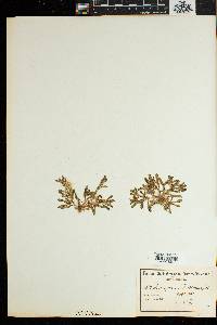 Image of Osteospermum acanthospermum