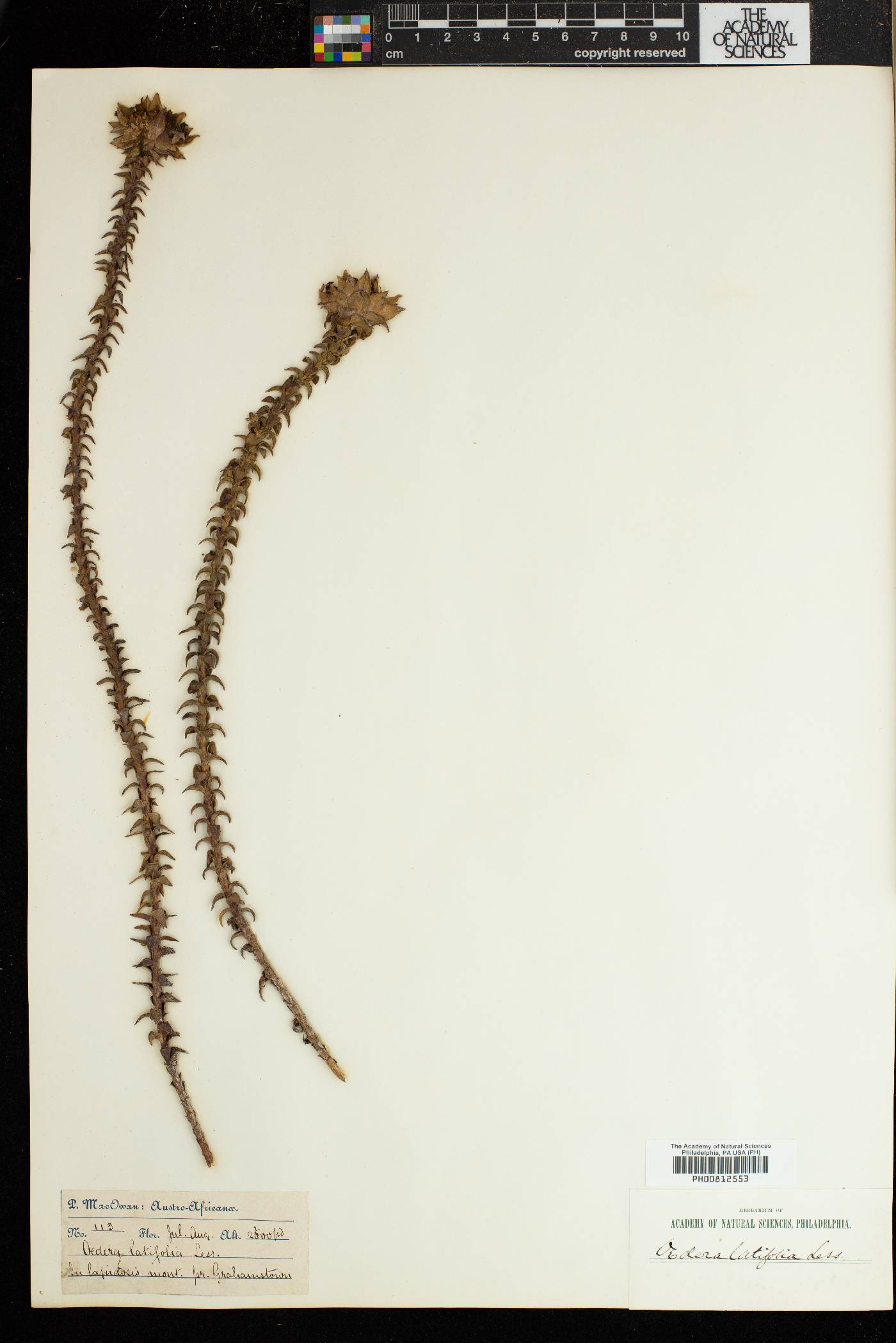 Oedera imbricata image