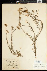 Nidorella resedifolia image