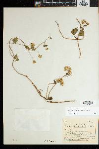 Mikania chenopodifolia image