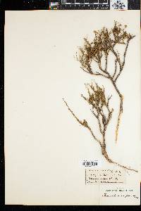 Image of Phymaspermum parvifolium