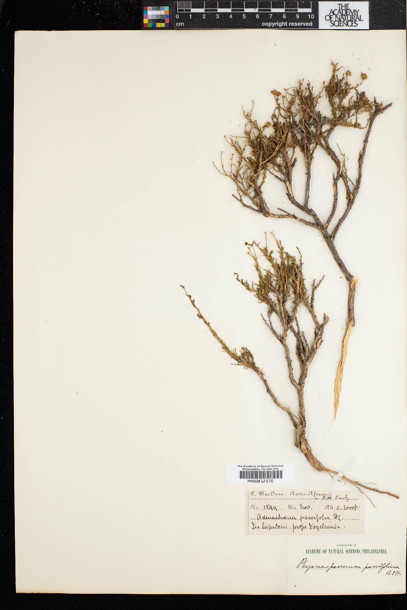 Phymaspermum parvifolium image