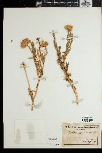 Media resource of Pegolettia oxyodonta