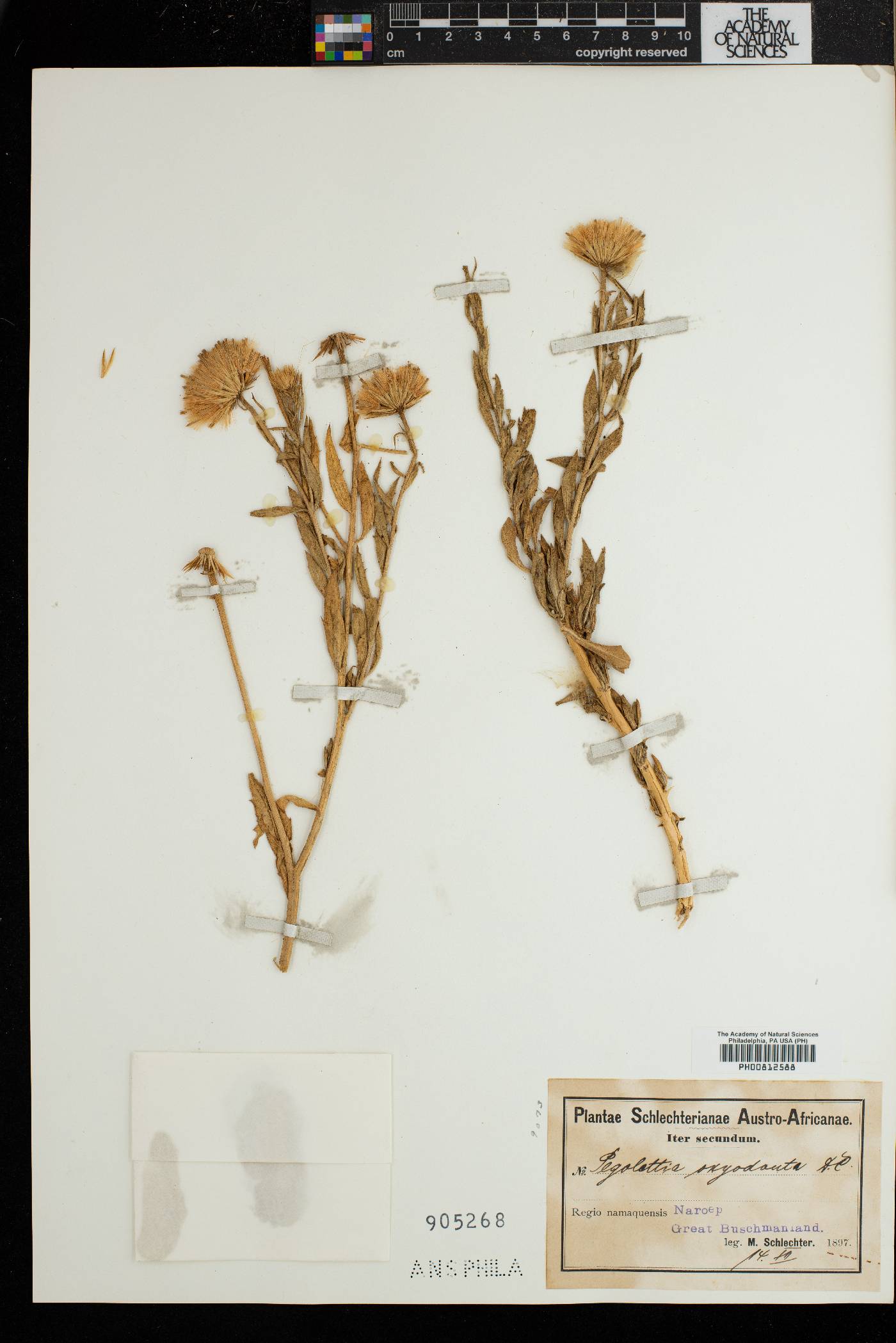 Pegolettia oxyodonta image