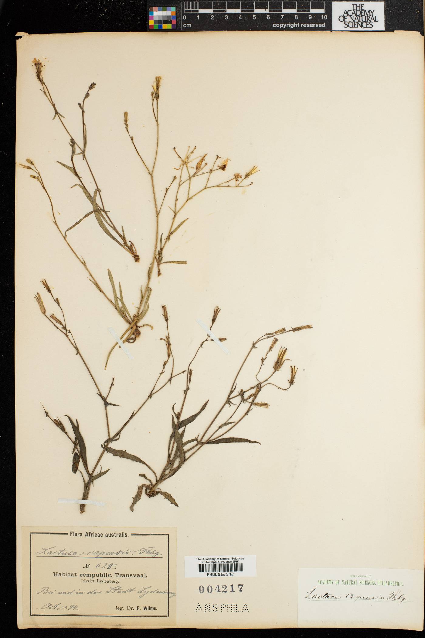 Lactuca inermis image