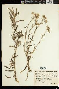Image of Helichrysum decaryi