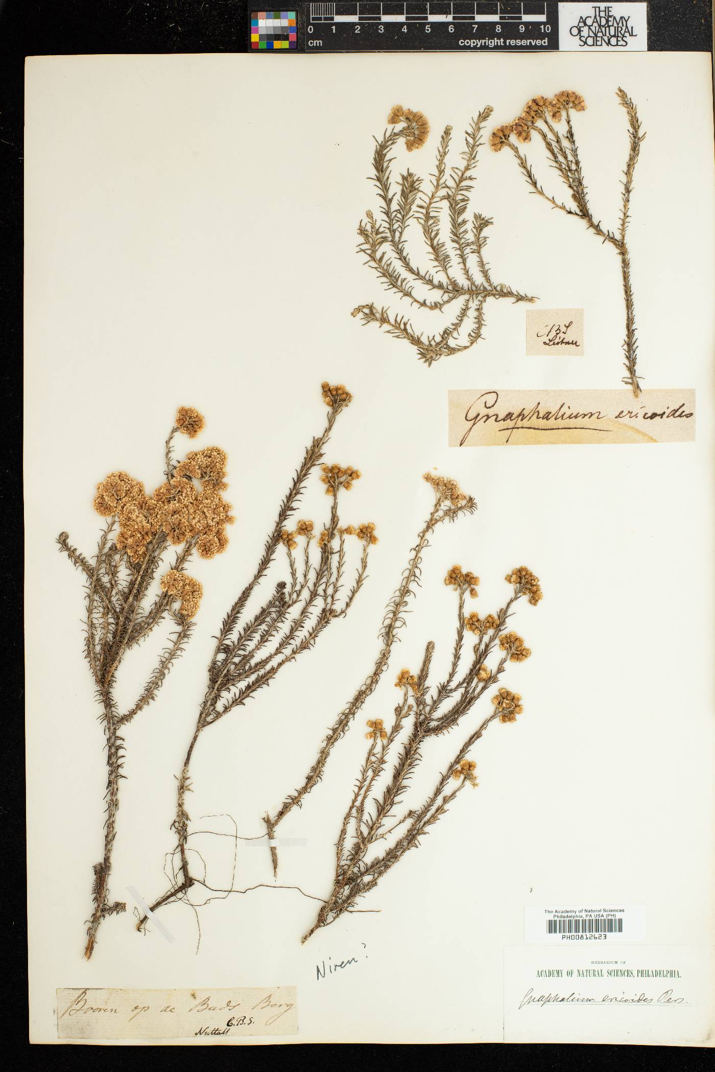 Gnaphalium ericoides image