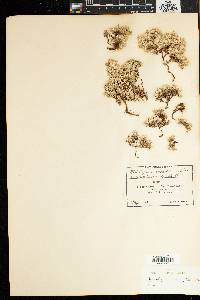 Helichrysum ericifolium image