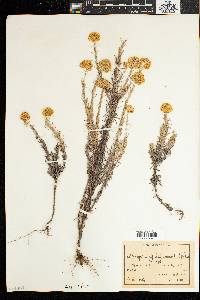 Helichrysum forskahlii image