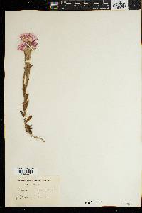 Helichrysum adenocarpum image
