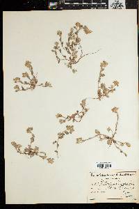 Image of Helichrysum alsinoides