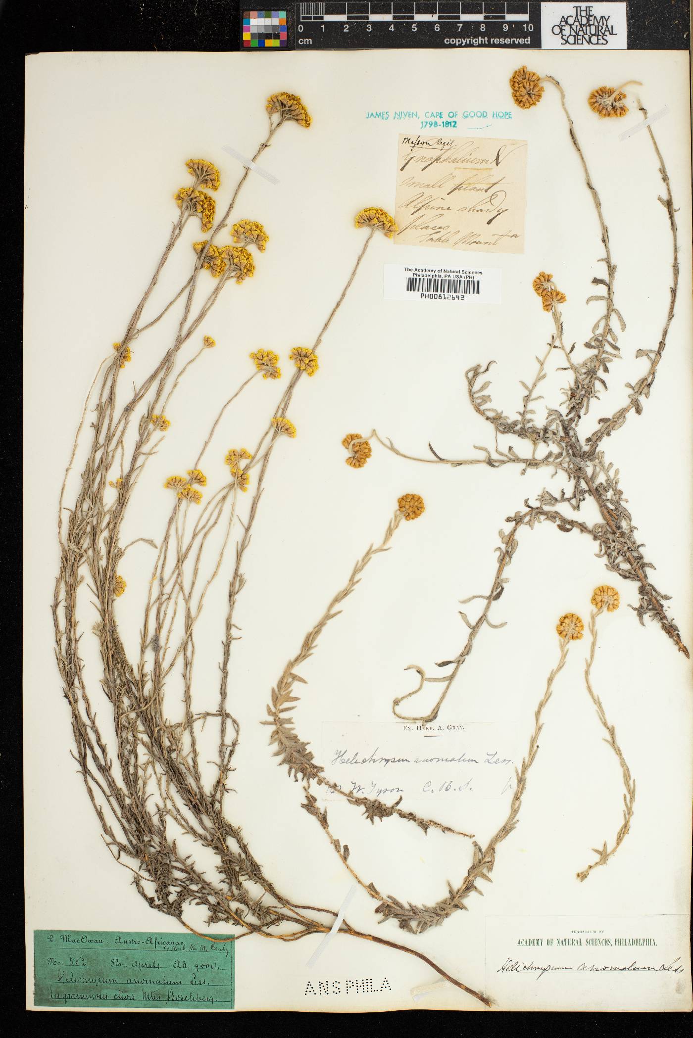 Helichrysum anomalum image